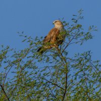 Курганник :: Георгий А Курганник :: Георгий А