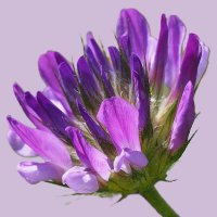 Фиолетовое лето :: Civetta ***