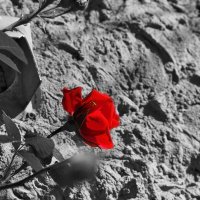 Розочка :: Юрий Гайворонскiий