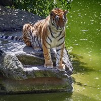 ------ :: Андроник Александр 