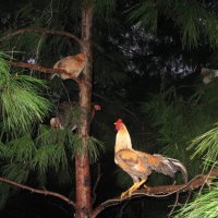 Высоко ли ты взлетела, дорогая? :: ИРЭН@ . Высоко ли ты взлетела, дорогая? :: ИРЭН@ .