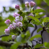 Цветущий май :: LudMila Цветущий май :: LudMila