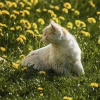 В одуванчиковом раю :: Елена Пономарева