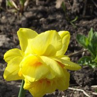 Нарцисс :: Freddy 97