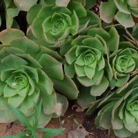 Эониум или *каменная роза " :: Светлана Хращевская