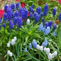 Разноцветные мускарики :: Светлана Разноцветные мускарики :: Светлана