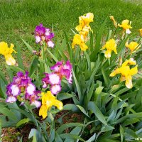 Ирисы :: Нина Бутко