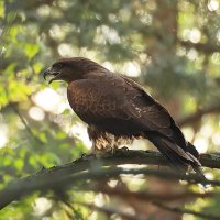 Однажды вечером :: Владилен Панченко Однажды вечером :: Владилен Панченко