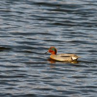 Чирок-свистунок :: Yuri Chudnovetz