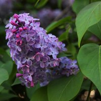 Весенние цвета :: Влад Платов