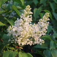 Чистота :: Влад Платов