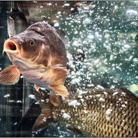 Мы заблудились в ваших водах! :: Анатолий ИМХО