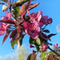 Яблоня :: Сапсан 