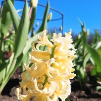 Гиацинт :: Сапсан 