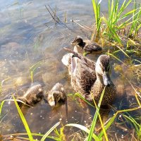 Утята :: Сапсан 