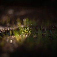 В бескрайнем космосе октябрьской росы. :: Анатолий Щербак