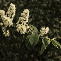 Черёмуха расцвела :: Валентин Котляров Черёмуха расцвела :: Валентин Котляров