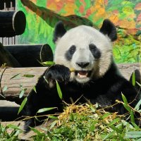 Панда Диндин :: <<< Наташа >>>
