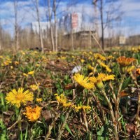 Май...Первоцветы на пустыре! :: Владимир 