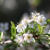 Цветение вишни :: Любовь Сахарова