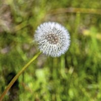 Долгожитель :: Валерий Иванович