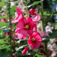 *** :: Виктор Иванович Чернюк