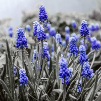 Гадючий лук :: Андрей Щетинин