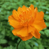 Рано утром :: veilins veilins