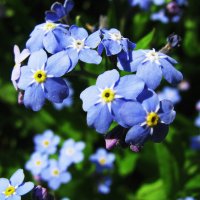 Нежность :: Людмила Смородинская