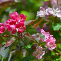 Весенние зарисовки ... :: Константин Анисимов