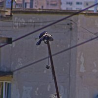 Закрылки выпущены :: Giant Tao /