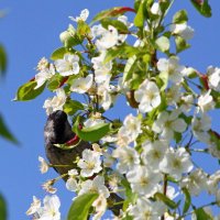 весна... :: Андрей Катков