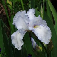 Ирис :: Рита Симонова