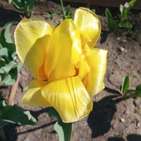 Солнечный :: Елена Семигина Солнечный :: Елена Семигина