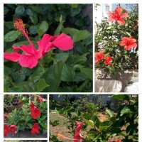 Коллаж из моих фотографий :: Светлана Хращевская Коллаж из моих фотографий :: Светлана Хращевская