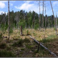 ...на болоте.. :: Aleksandr Gal