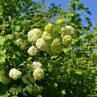 Калина Бульденеж :: Oleg4618 Шутченко