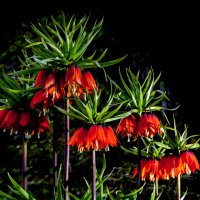 Рябчик. :: Руслан Веселов