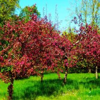 Зацветают яблони :: Aida10 