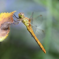 ...попрыгунья  Стрекоза... :: Надежда Куркина 