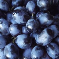 Сладкий виноград :: Freddy 97