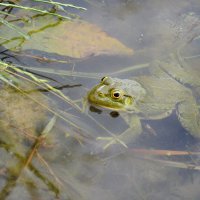 ....целый день в засаде...ждёт обеда... :: Надежда Куркина 