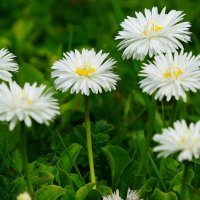 Маргаритки :: Наталья Лакомова