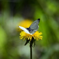 Бабочка :: Геннадий Супрун