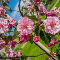 Яблоня Brandy Magic :: Борис Калитенко Яблоня Brandy Magic :: Борис Калитенко