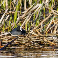 Лысуха на гнезде. :: Yuri Chudnovetz