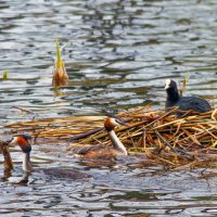 Проплывая мимо. :: Yuri Chudnovetz