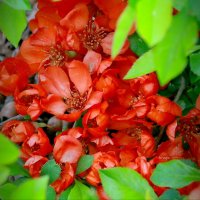 пора цветения ... :: Andrey Bragin 