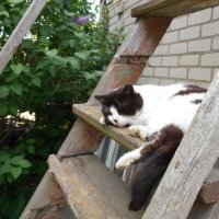 Сладкий сон :: Наталья 