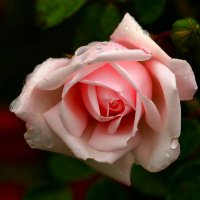 Утренняя :: Юрий. Шмаков